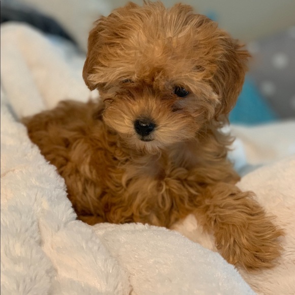 Meet your Posher, Kylie - Picture 3 of 10